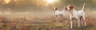 Two white and brown hunting dogs stand alert in a misty field at dawn, with soft sunlight filtering through trees in the background, creating a calm and focused scene.