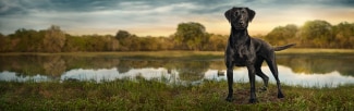 A black Labrador stands alert by a calm lake at sunset, with reflections of trees and a serene sky on the water's surface, creating a tranquil outdoor scene.