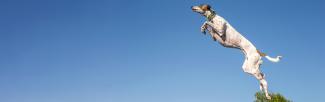 A spotted dog with a green collar leaps high into the air against a clear blue sky, capturing a moment of agility and energy in an outdoor setting.