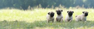 Four pug puppies with light tan coats and black faces sit and stand in a grassy field, with a softly blurred green background of trees.