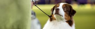 close up of puppy on leash looking up at person