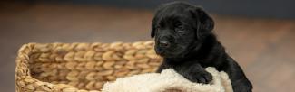 black puppy looking out over puppy bed