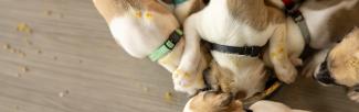 puppies eating a single bowl