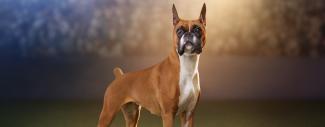 Boxers - ARVC Gene Mutation