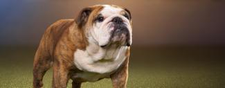 Bulldog - Anasarca 