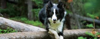 Black & White dog - Antioxidants for dogs