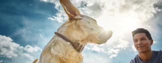 Dog & person with clouds above them - Atopic Dermatitis Treatment