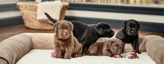 Labradors & Blindness - Lab puppies on dog bed