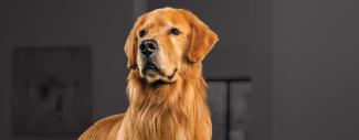 Dog with a dark background - Cancer Risk Prevention