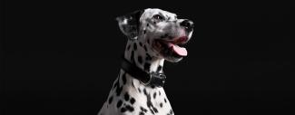 Dalmation looking to the side with a black background - Dalmation Hypothyroidism