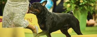 Epilepsy in Rottweilers