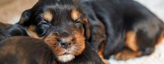 Cocker Spaniel sleeping image - Hereditary Cataracts