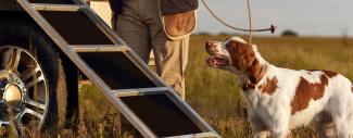 Ask a Vet: How Do I Safely Travel With My Bird Dog?