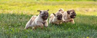 Three Puppies running in grass - Hypoglycemia in Toy Breeds