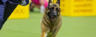 German Shepherds - IBD