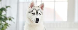 Black & white dog in front of window - IBD in dogs