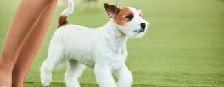 White & brown dog walking with tail & ears up - Legg-calve-primary Lens Luxation