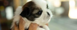 Brown & white puppy being held in hands