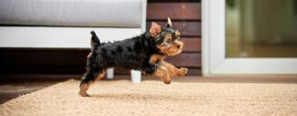 Puppy playing in floor - Mitral Valve Heart Disease