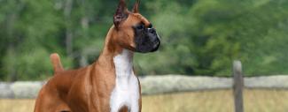 Boxer - Research on drug therapy for degenerative myelopathy & hemangiosarcoma in Boxers