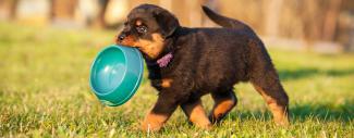 Rottweiler puppy carrying a green dog dish - Rott Lifespan