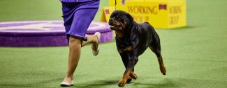 Rottweiler walkin - Secondary IMHA