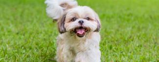 Shih Tzu Distichiasis 