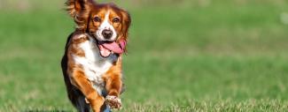 Dog running in grass with tongue out - StemCell Therapy