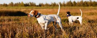 Two dogs in a field - Ticks