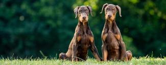 Doberman Pinschers - Vestibular Deafness 