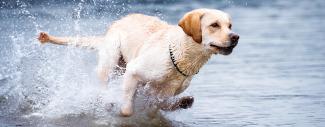 Dog running in water - Water Active Dog Training Nutrient