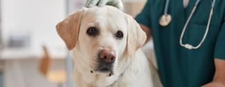 A yellow lab being examined at the vet