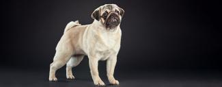 A pug standing in front of a black background