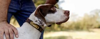 Close-up of a bird dog with its owner.