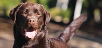 Labrador eCRM hdr