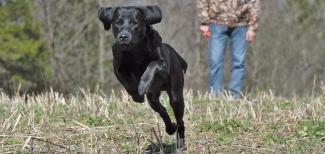 Labrador eCRM hdr 0