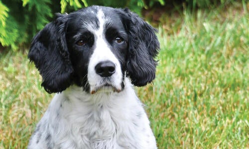 American sale springer spaniel