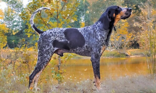 Bluetick clearance walker coonhound