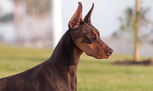 doberman purina