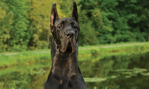 Great dane hotsell dog food list