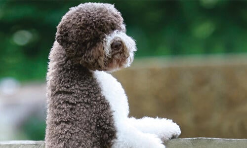 The lagotto fashion romagnolo