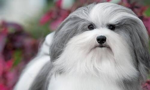 National dog best sale show havanese