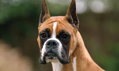 Mast Cell Tumors in Boxer Dogs | Purina Pro Club