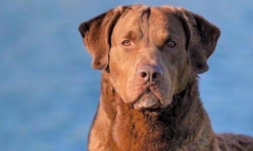 Best dog food for chesapeake bay retrievers sale