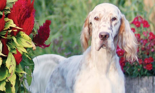 Wingfield clearance english setters