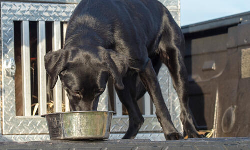 why shouldnt dogs eat grains