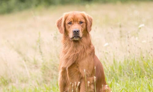 is hemangiosarcoma hereditary in dogs
