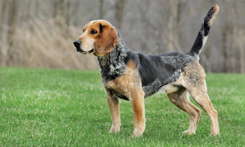 Bluetick fashion beagles for