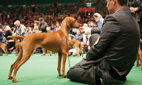 Conformation dog show sales leads